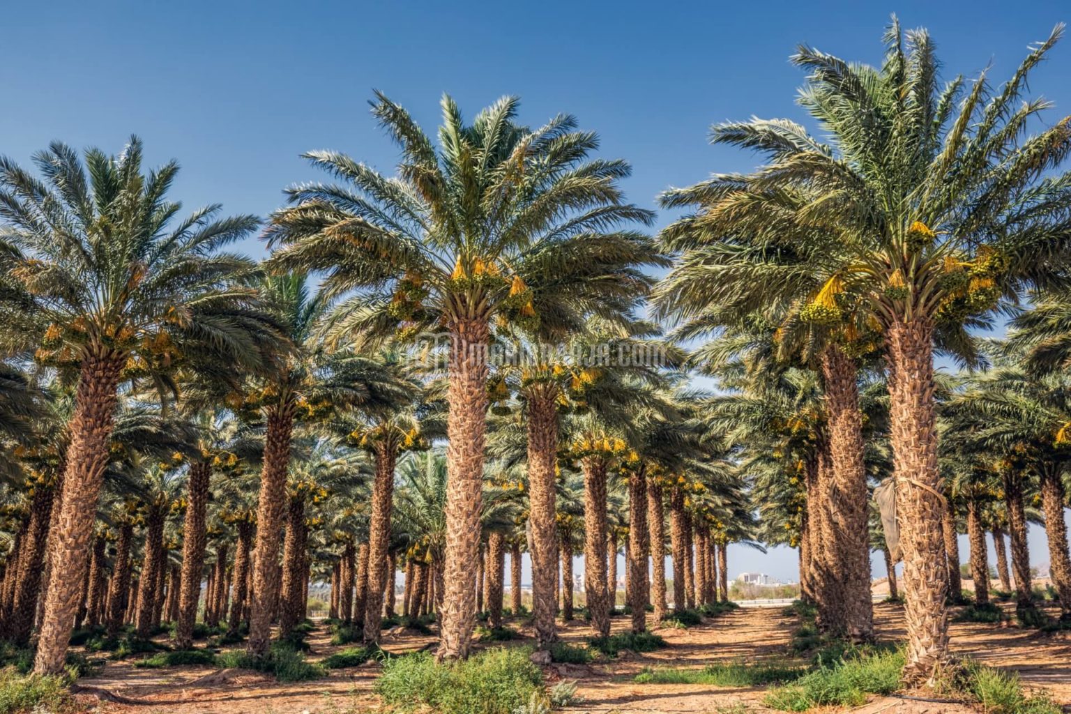 Финиковые пальмы у мертвого моря